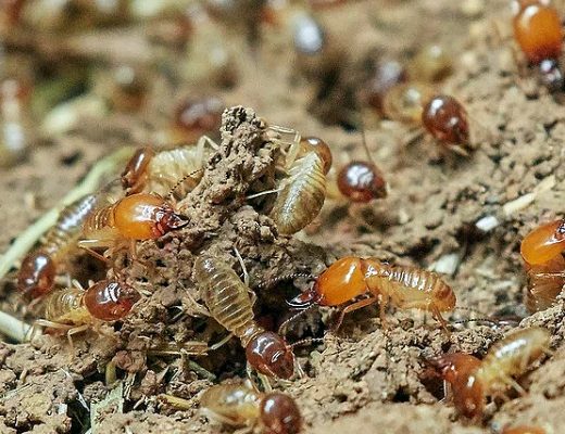 best termite control companies in singapore