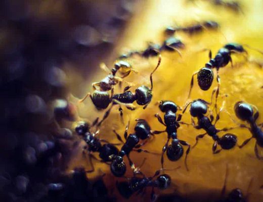 Best Ants Control Services Singapore