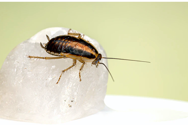 Best Cockroaches Pest Control Singapore