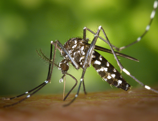 Best Mosquito Control Services Singapore