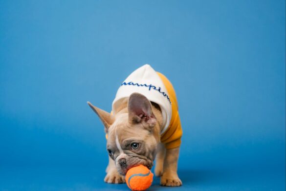 Best-Pet-Influencers-Singapore