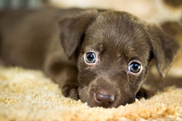 Best Pet Adoption Singapore