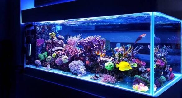 Best Aquarium Shops Singapore