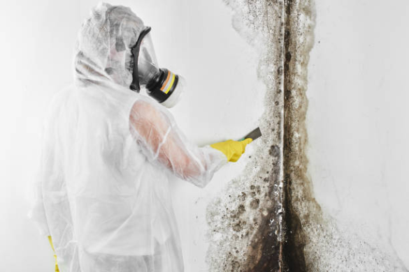 Best Mold Removal Singapore