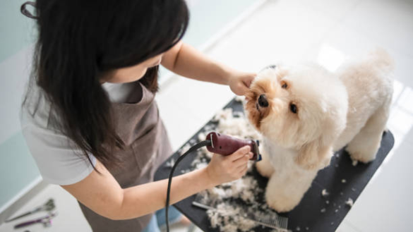 Best Pet Grooming Salon Singapore