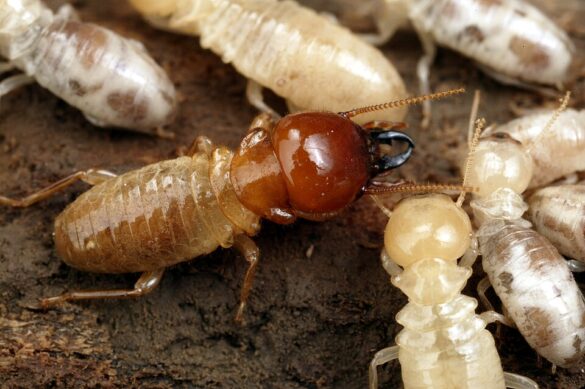 Best Termite Pest Control Singapore