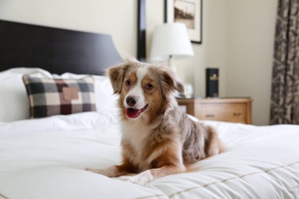 Best Dog Boarding Singapore
