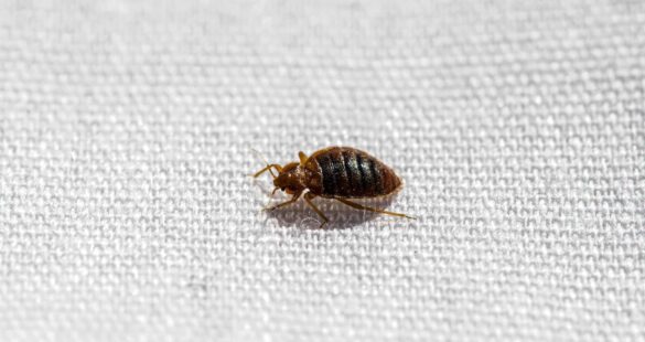 Best Bed Bug Pest Control In Singapore