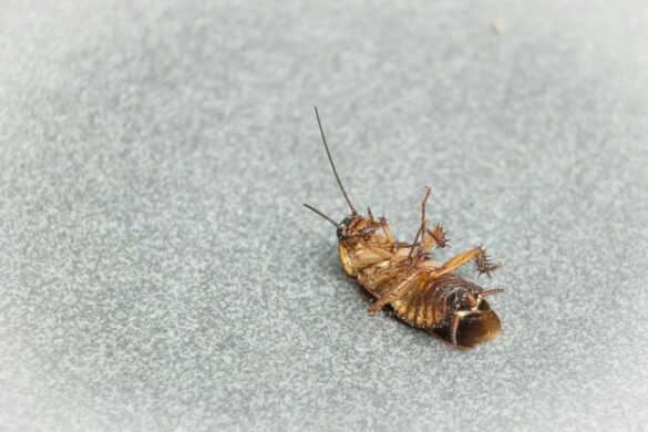Best Cockroach Pest Control In Singapore