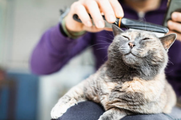Best Cat Grooming Singapore