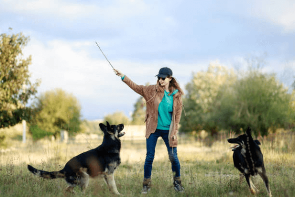 Best Dog Training Singapore