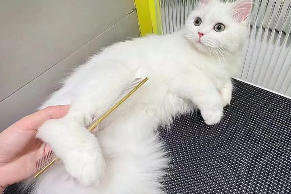 Big Boy Dog & Cat Grooming Singapore