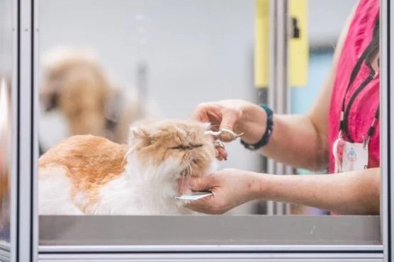 Fursclass Pet Grooming Salon For Cat Singapore