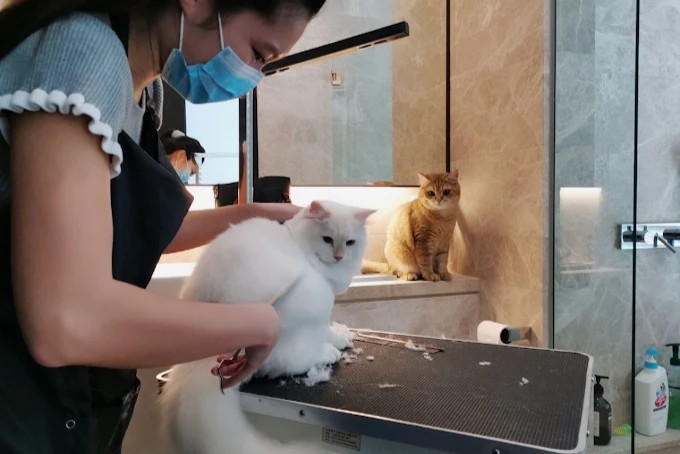 Likeable Pets Cat Grooming Singapore