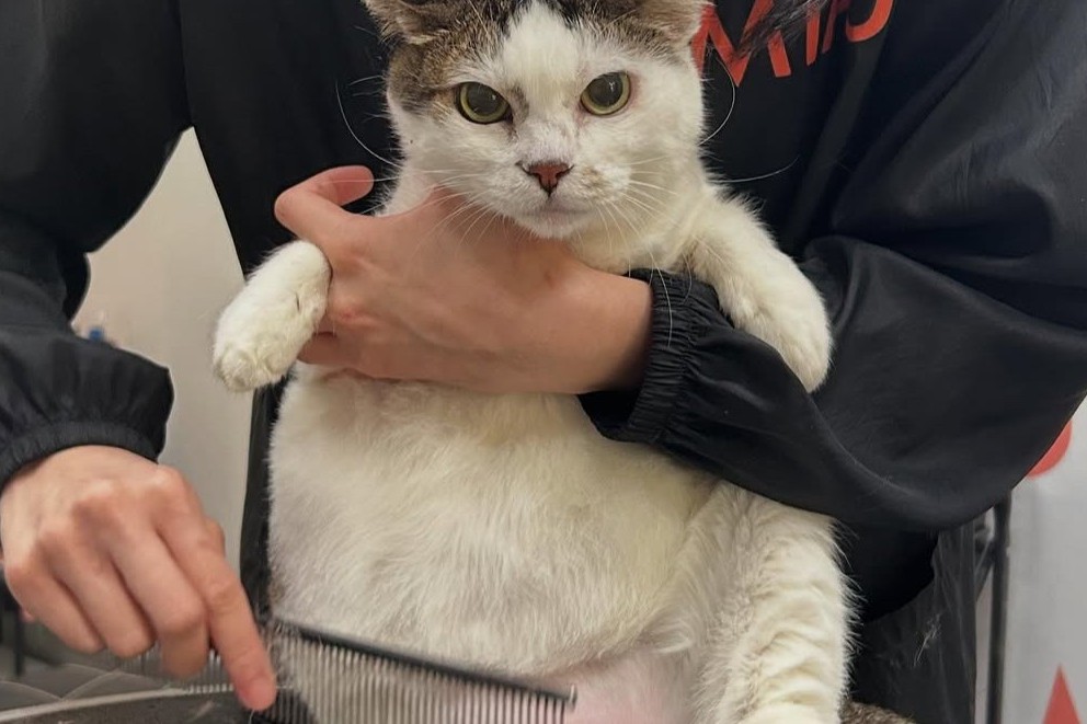 Miau Cat Grooming Singapore