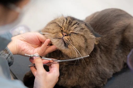 Nekomori Cat Salon Singapore