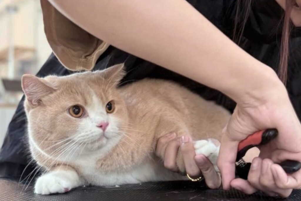 The Grooming Angel Cat Salon Singapore