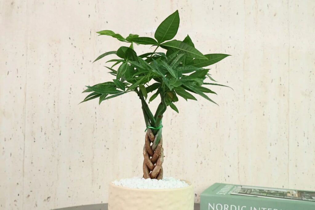 JM Flower Money Plant House Warming Gift Singapore